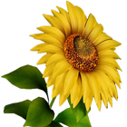 Sunflower 3D icon