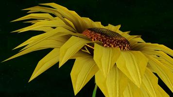 Sunflower 3D постер