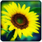 Sunflower live wallpaper 图标