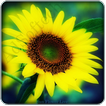 Sunflower live wallpaper