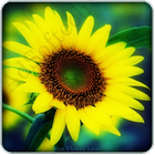 Sunflower live wallpaper أيقونة