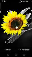 Sunflower live wallpaper 海报