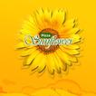 Sunflower Langenhagen