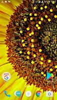 Sunflower Wallpaper capture d'écran 3