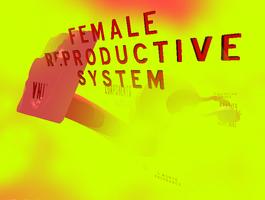 Female Reproductive System 3D screenshot 3
