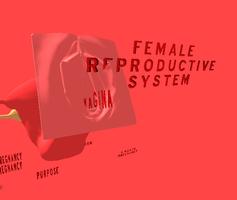 Female Reproductive System 3D screenshot 2
