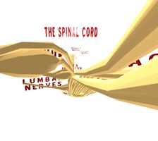 Spinal Cord 3D Ekran Görüntüsü 3