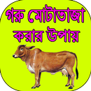 APK গরু মোটাতাজা করার উপায়