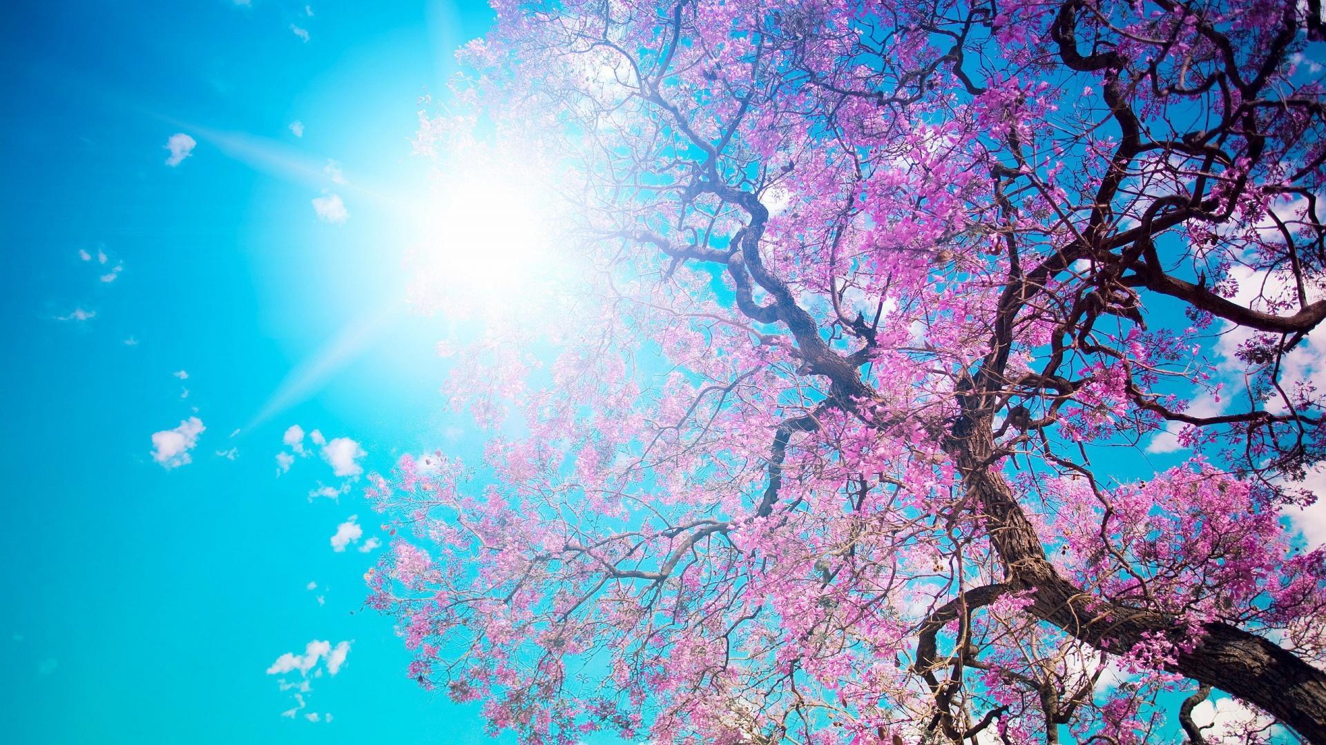 Sunshine Wallpaper for Android - APK Download