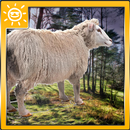 symulator owiec aplikacja
