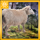 symulator owiec ikona