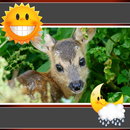 Animals Clock-Weather Widget APK