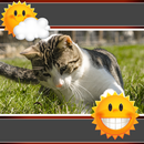 Horloge et temps des chats APK