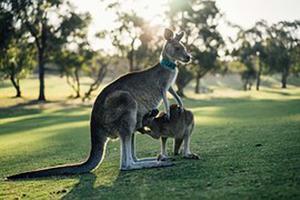 Hotels Australia Booking poster