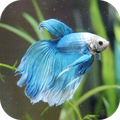 Betta Fish Puzzle Game