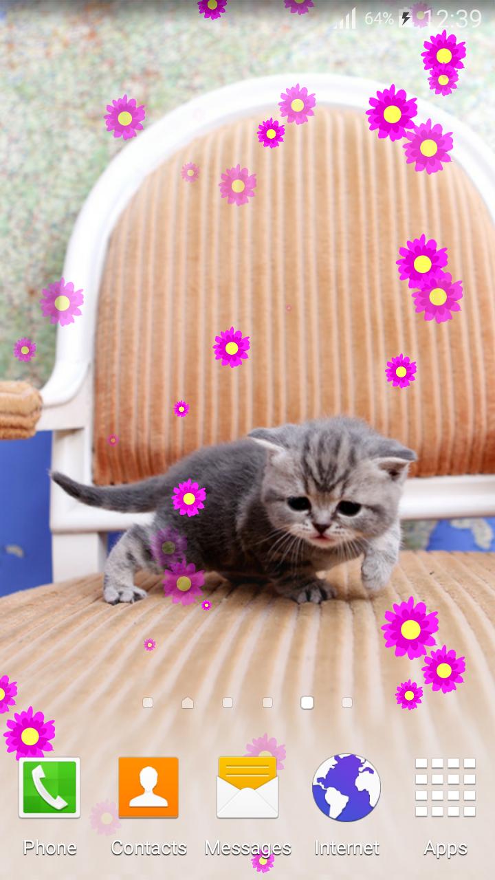 Anak Kucing Hidup Wallpaper For Android APK Download