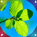 APK Leaf Live Wallpapers