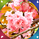 ساكورا خلفيات حية APK