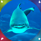 requins vivent fonds d'écran icône