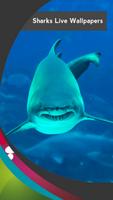 requins vivent fonds d'écran Affiche