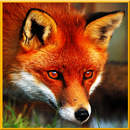 Angry Wild Fox Simulator aplikacja