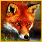 Angry Wild Fox Simulator biểu tượng