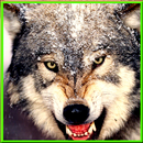 Life Of Wolf: Wild Revenge APK
