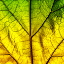 Blatt-Foto-Collagen-Herausgebe APK