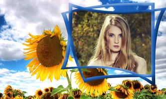 Sunflower Cadres photo Affiche