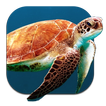 Turtle Underwater Live WP