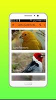Canto Canário Belga Offline ảnh chụp màn hình 1
