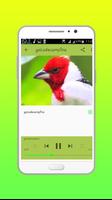 Canto Canário Belga Offline ảnh chụp màn hình 3
