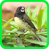 Canto do Papa Capim Offline