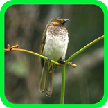 Cucak Wilis Master Offline