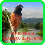 Curió Praia Clássico Repetidor icon