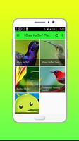 Kicau Kolibri Master ảnh chụp màn hình 1