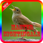 Kicau Master Burung Nightingale icône