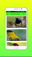 Kumpulan Kicau Burung Ekran Görüntüsü 3