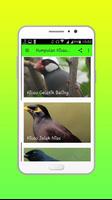 Kumpulan Kicau Burung screenshot 1