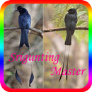 Masteran Srigunting Juara APK