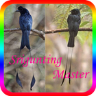 Masteran Srigunting Juara icon