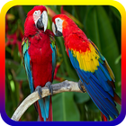 Suara Kicau Burung Parrot Offline biểu tượng
