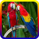 Suara Kicau Burung Parrot Offline APK