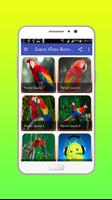 Suara Kicau Burung Parrot Offline ảnh chụp màn hình 1