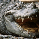 APK Crocodile Jigsaw Puzzles