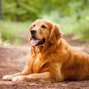 Golden Retriever Dogs Jigsaw Puzzles APK