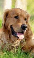 Golden Retriever Dogs Jigsaw Puzzles plakat