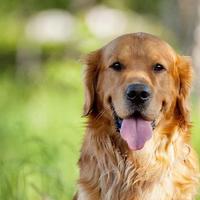 Golden Retriever Perros Jigsaw Puzzles captura de pantalla 3