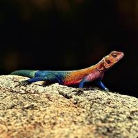 Reptiles and Lizard Jigsaw Puzzles capture d'écran 3