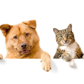 Funny cats and dogs Wallpaper